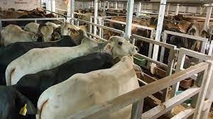 Estika Tata (BEEF) Siap Impor hingga 15 Ribu Ekor Sapi di 2024 (foto: MNC Media)