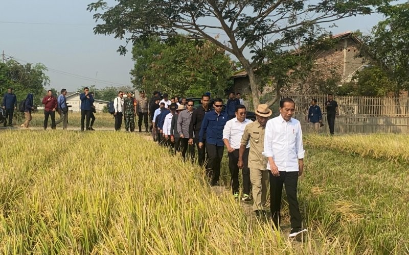 Presiden Jokowi merasa senang ketika melakukan panen raya di Desa Ciasem Girang, Ciasem, Subang, Jawa Barat, Minggu (8/10/2023). (Setkab)