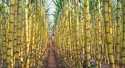 Indonesia Ajak Australia Kembangkan Bioetanol. (Foto: MNC Media)