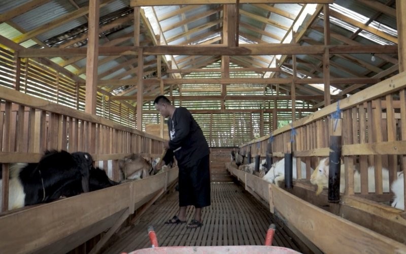 Seorang anggota polisi di Pemalang, Jawa Tengah, membuka peternakan kambing perah. (Suryono Sukarno/MPI)