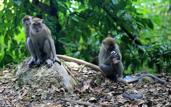 Dilanda Krisis Ekonomi, Sri Lanka Berniat Jual 100.000 Ekor Monyet ke China. (Foto: MNC Media)