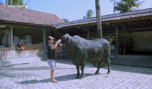 Cerita Sukses Pemuda Desa Jadi Peternak Sapi Lokal Hingga Menangkan Kontes Tingkat Nasional. (Foto: YouTube/Cap Capung)
