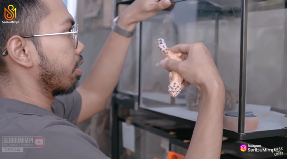 Kisah Sukses Peternak Gecko, Jual Reptil Unik Raup Cuan hingga Ratusan Juta per Bulan. (Foto: YouTube/Seribu Mimpi)