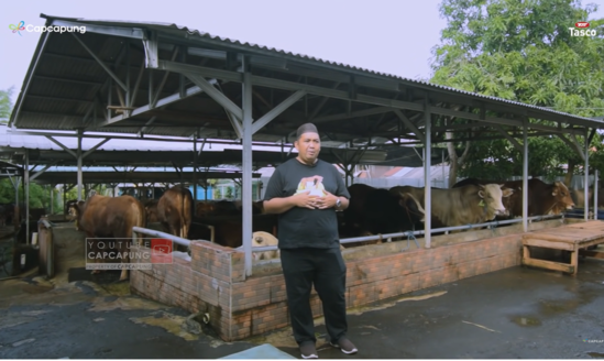 Kisah Sukses Peternak Sapi di Tengah Hiruk Pikuk Jakarta, Omzetnya Tembus Miliaran Rupiah. (Foto: YouTube/CapCapung)