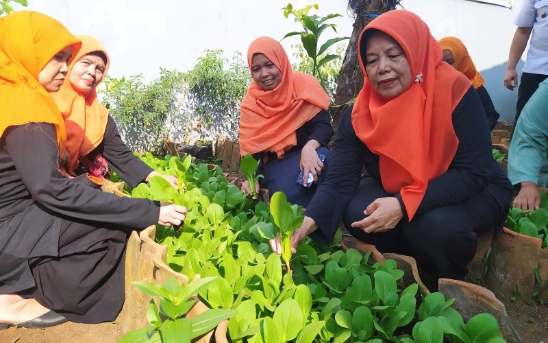 Potret Kampung Pakcoy di Kp. Sukamaju, RT 03/02, Kelurahan Cugugur Tengah, Kecamatan Cimahi Tengah, Kota Cimahi. (Ferry Bangkit Rizki/MPI)