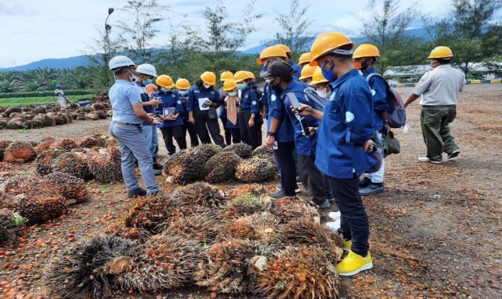 Cek Gaji Asisten Perkebunan Kelapa Sawit, di Atas UMR?  (Foto: MNC Media)