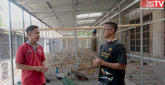 Kisah Sukses Pengusaha Muda Raup Cuan Puluhan Juta dari Ternak Ayam Hias dan Merak. (Foto: YouTube/Tanilink TV)