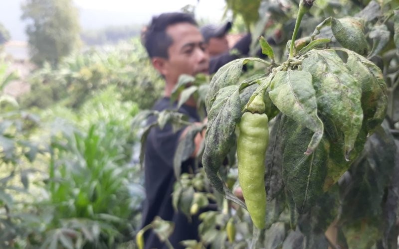 Tanaman Cabai Milik Petani Asal Lembang, Bandung Barat yang Gagal Dipanen. (Foto: Ferry Bangkit Rizki)