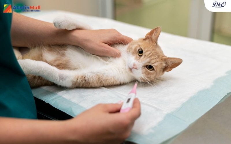 Merawat kucing yang benar (AladinMall)