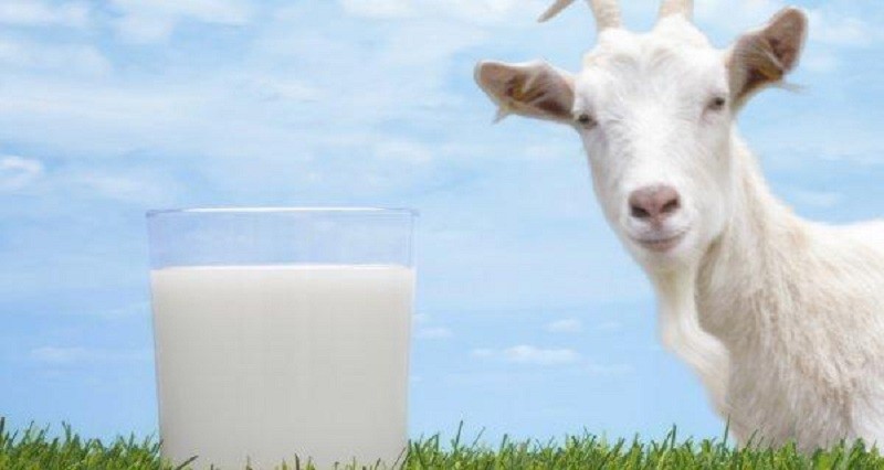 Cek Harga Susu Kambing Etawa di Apotik, Mulai dari Rp30 Ribuan. (Foto: MNC Media)