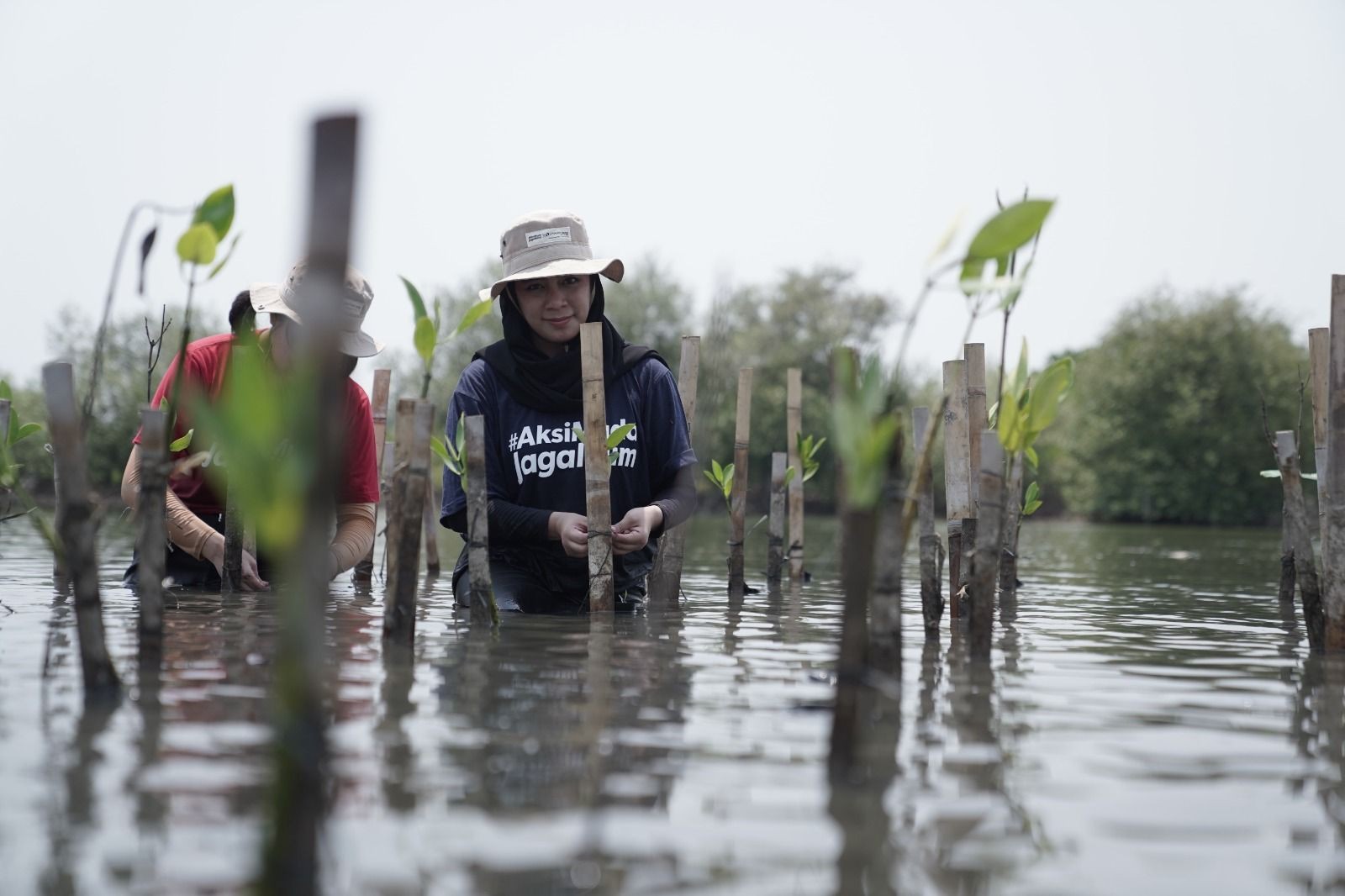 Peduli Lingkungan, JTrust Bank (BCIC) Tanam 3 Ribu Mangrove di Tanjung Pasir Tangerang (FOTO:Dok Ist)