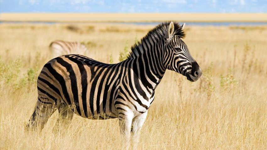 Afrika Selatan Ingin Tingkatkan Ekspor Daging Zebra. (Foto: MNC Media)