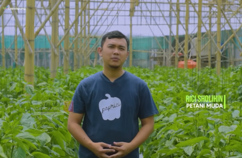 Bisnis Pertanian Dijadikan Skripsi, Petani Muda ini Hasilkan Ratusan Juta dari Paprika. (Foto: YouTube/CapCapung)