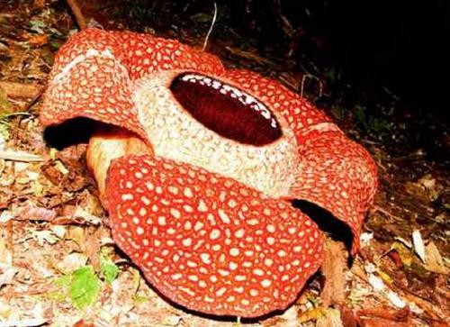 Benarkah Bunga Terbesar di Indonesia Bernama Rafflesia Arnoldi? Ini Faktanya. (Foto: MNC Media)  
