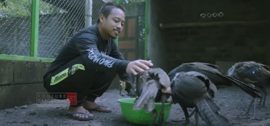 Rawat Merak Hijau Jawa, Peternak Muda Rela Dirikan Penangkaran Bersertifikat. (Foto: YouTube/CapCapung)