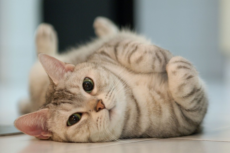 Mengapa Kucing Disimbolkan sebagai Pembawa Rezeki? Ternyata Ini Alasannya. (Foto: MNC Media)