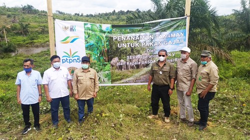 Gandeng BBKSDA, PTPN Dukung Penuh Konservasi Gajah Sumatera (foto: MNC Media)