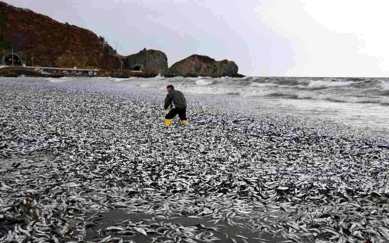 Ribuan Ikan Sarden Mati di Jepang, Gara-Gara Sampah Nuklir Fukushima? Foto: Japan News