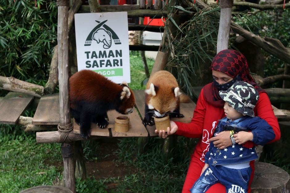 Sambut Libur Nataru, Taman Safari tampilkan Hiburan Malam Bercahaya (foto: MNC Media)
