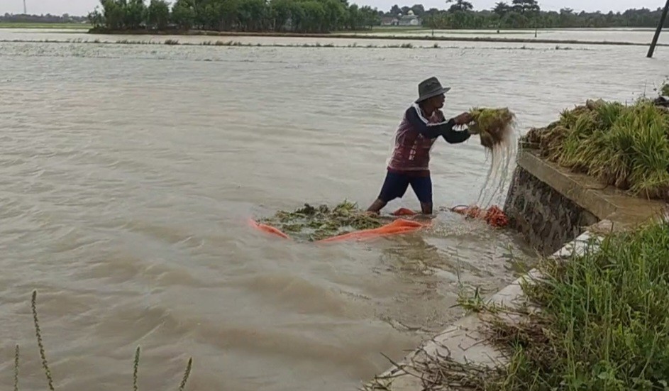 Puluhan Hektare Sawah di Pranggong Gagal Tanam akibat Banjir, Petani Merugi (FOTO:Dok Ist)
