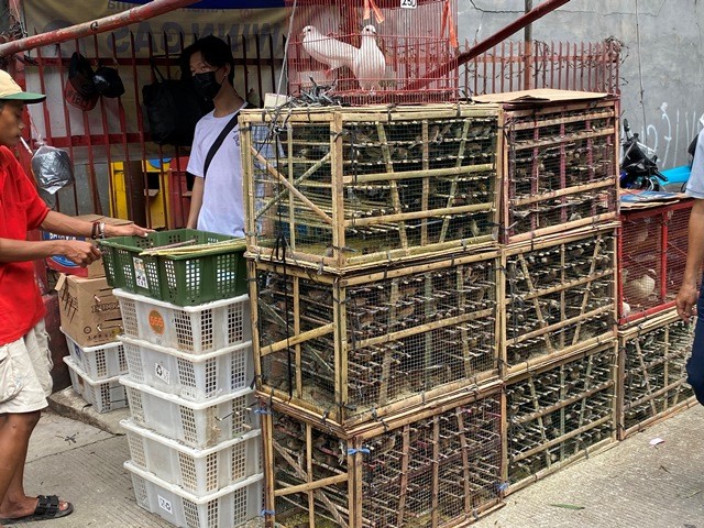 Pedagang Burung Raup Untung saat Perayaan Imlek (Foto: MNC Media)