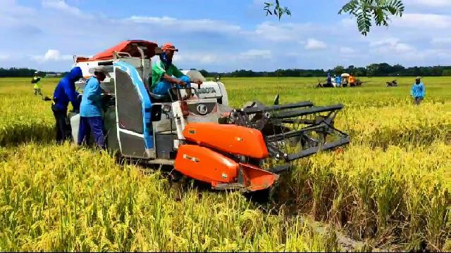 Petani di Wilayah Ini Semringah, Bisa Panen Padi saat Harga Beras Meroket. (Foto: Dedy Mahdi/MNC Media)