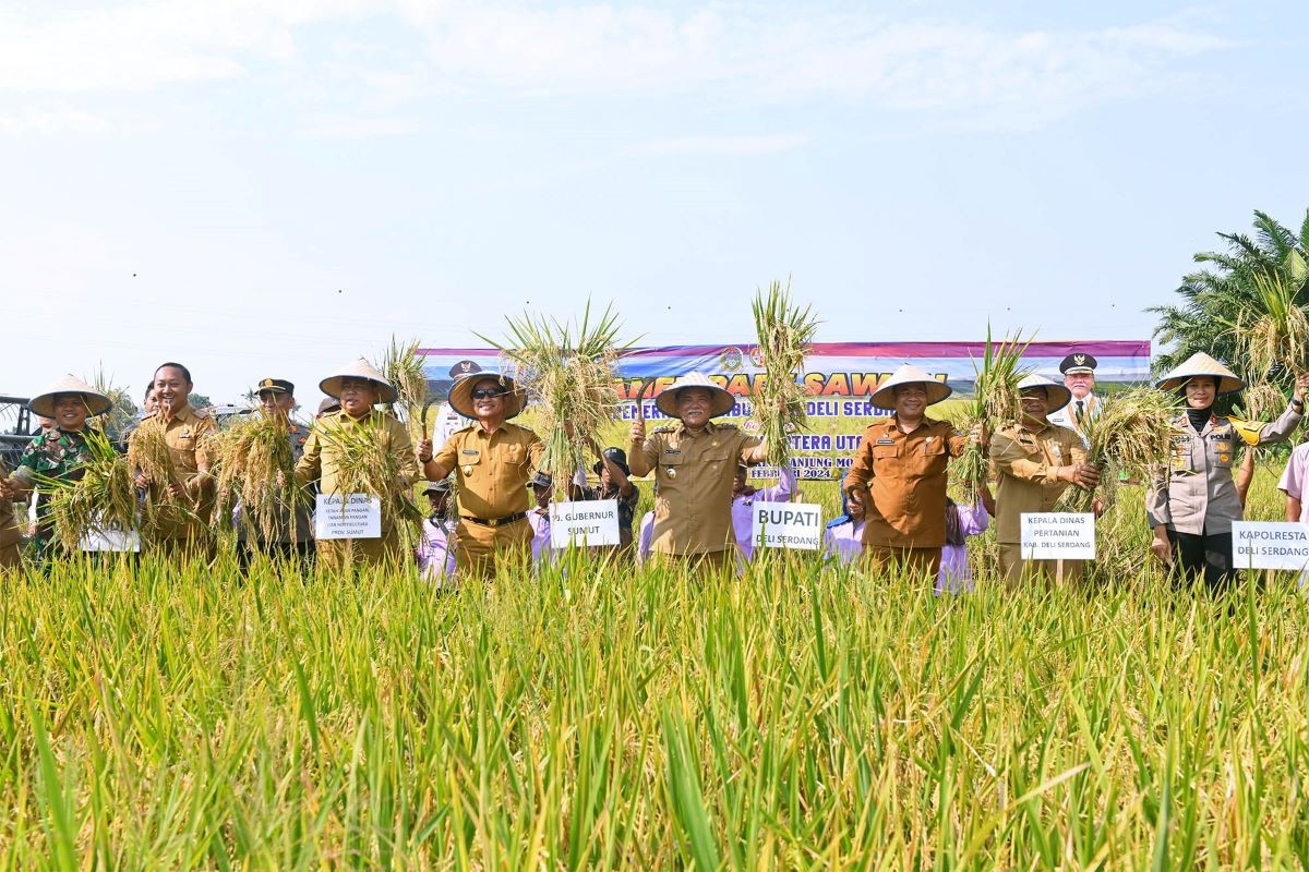 Pj Gubernur Sumut Panen Padi di Deliserdang, Pastikan Stok Beras Aman. (Foto: Wahyudi/MNC Media)