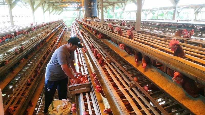 Indonesia Kelebihan Stok Ayam Hidup, Bapanas: Bantuan Pangan Jadi Solusinya. (Foto: MNC Media)