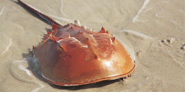 Viral Harga Darah Biru Kepiting Purba Tembus USD60.000, Kunci Penting Industri Farmasi. (Foto: Britannica)