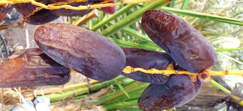 MUI Sebut Produk Kurma yang Berpihak pada Israel Haram (FOTO:MNC Media)