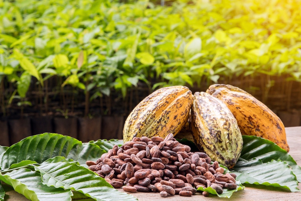 Harga Kakao Dunia Tembus USD9 Ribu per Ton, Lebih Mahal daripada Tembaga. (Foto: Freepik)