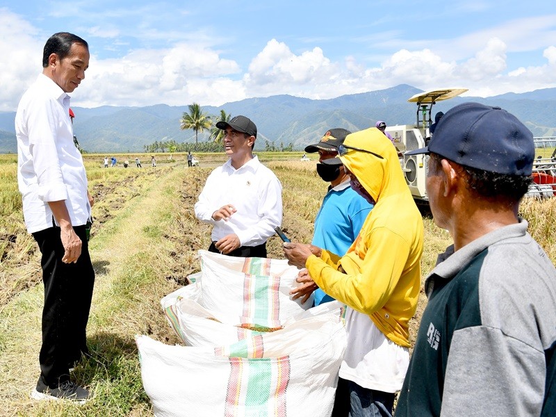 Tinjau Langsung Panen Raya di Sigi Sulteng, Jokowi: Hasilnya Bagus (foto ist)