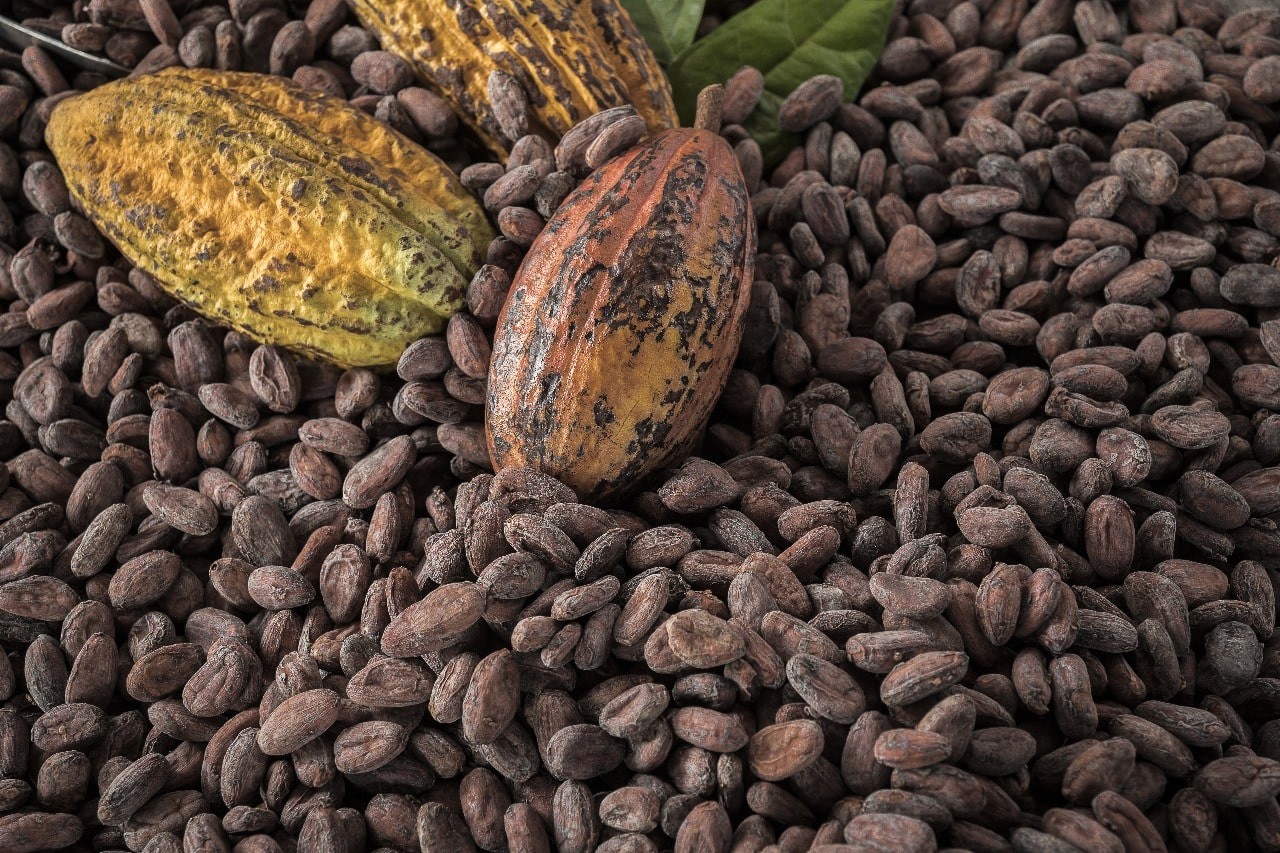 Harga Kakao Dunia Tembus Rp158 Juta per Ton, Produksi Indonesia Malah Loyo. (Foto: Freepik)