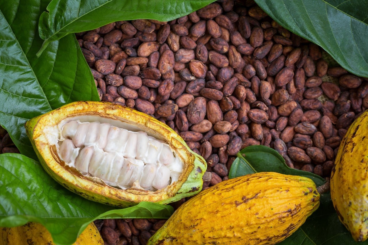 10 Negara Penghasil Biji Cokelat Terbesar di Dunia, Indonesia Tertinggi di Asia. (Foto: Freepik)