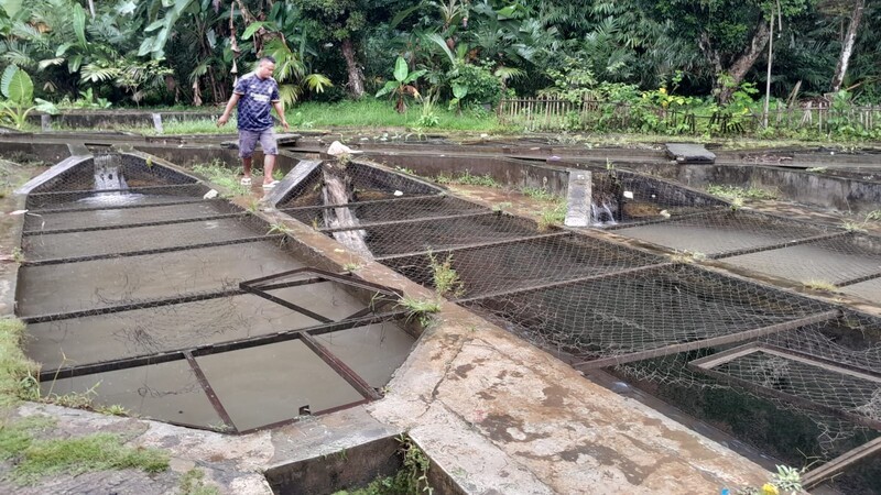 Berkat Sang Kakak, Dede Raup hingga Rp52,5 Juta Sekali Panen dari Budidaya Nila (foto: MNC media)