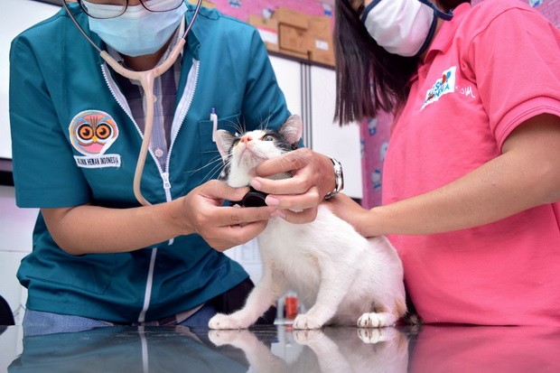 Simak Kisaran Biaya Penitipan Kucing di Petshop. (Foto: MNC Media)