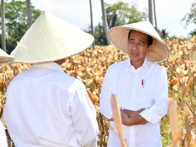 Tinjau Panen Jagung di Boalemo, Jokowi Pastikan Ketergantungan terhadap Impor Berkurang. Foto: MNC Media.