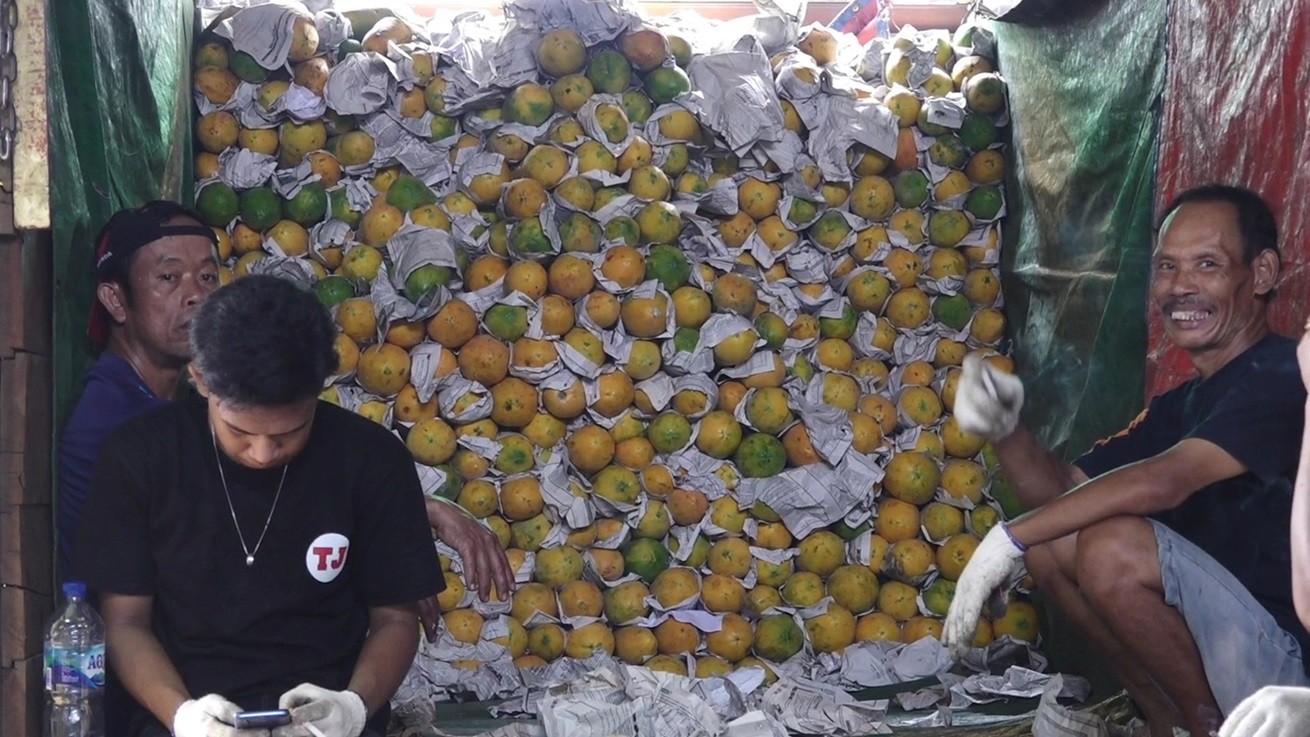 Harga Buah Pepaya Anjlok, Pedagang: Kami Tidak Untung Sampai Sekarang. (Foto M Farhan/MPI)