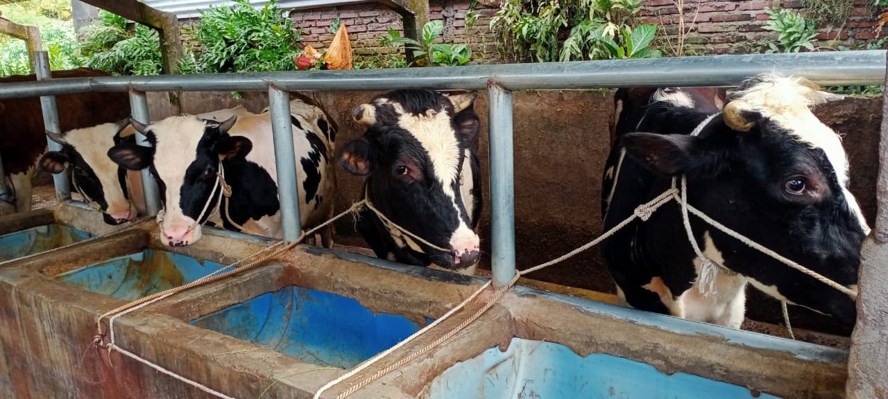 Jelang Idul Adha, Peternak Sapi di Malang Berikan Jamu Khusus agar Hewan Kurban Sehat (FOTO:Dok Ist)