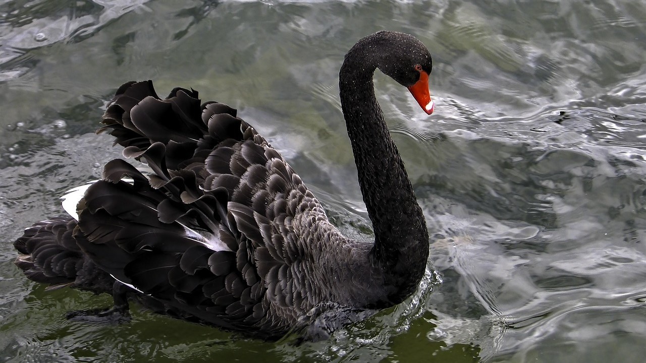 Ekonom Bahas Soal Black Swan Event, Begini Dampaknya ke Perekonomian Indonesia (foto: MNC Media)