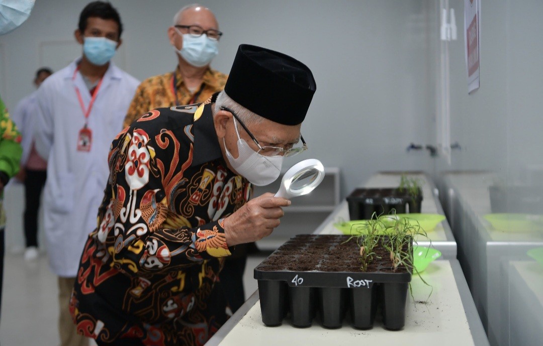 Wapres Dukung Papua Selatan jadi Pusat Industri Gula, Ini Alasannya (FOTO:Dok Ist)