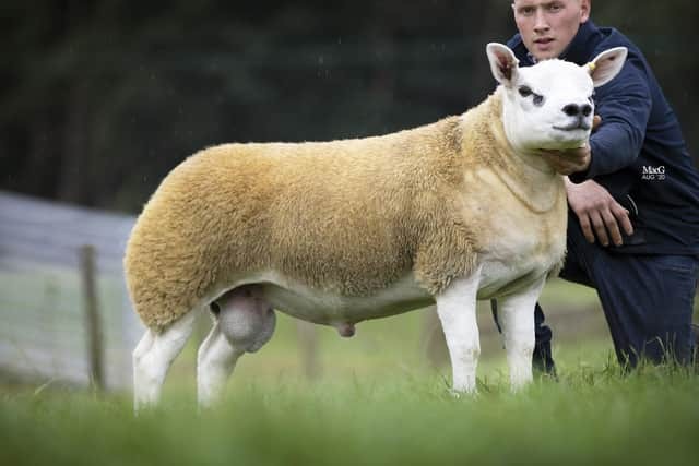 Domba Apa yang Paling Mahal? Harga Tertinggi Tembus Rp7 Miliar, Ini Keistimewaannya. (Foto: The Scotsman)