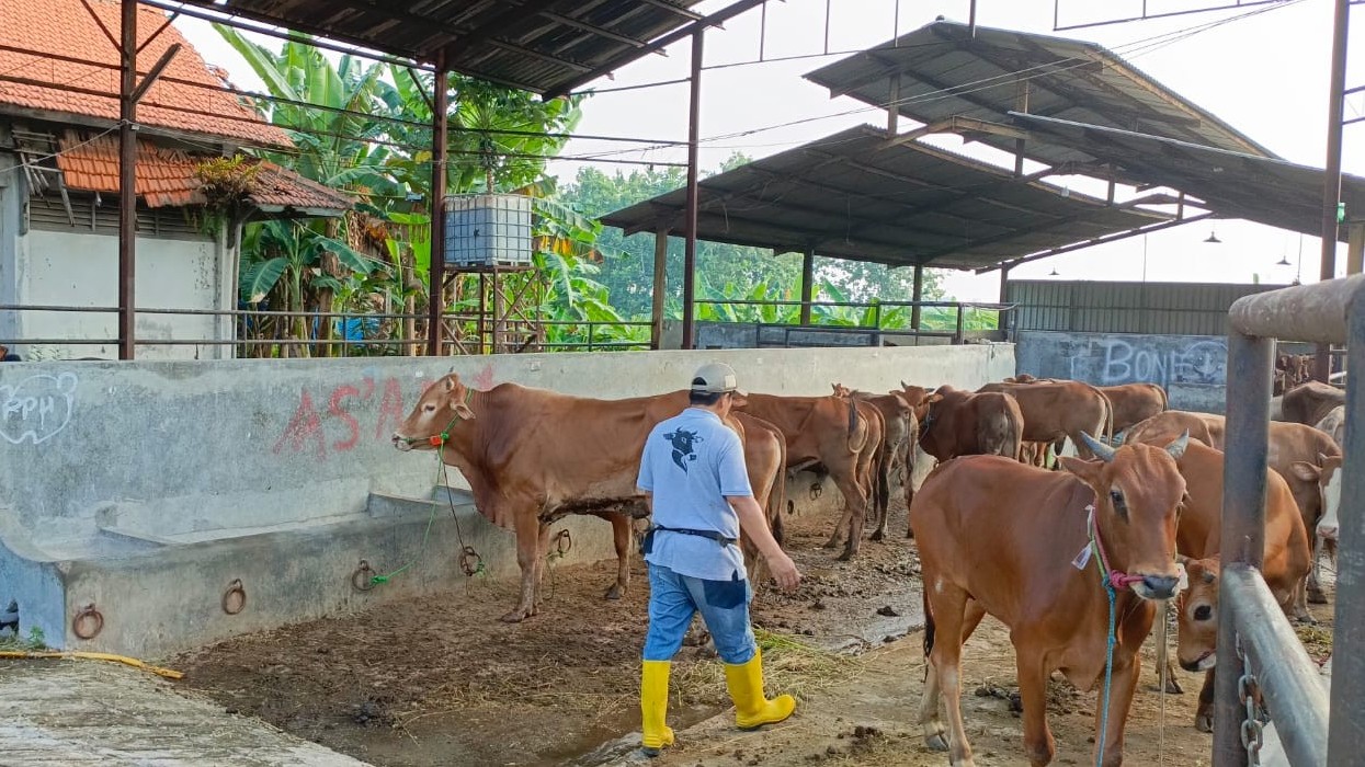 RPH Kota Semarang akan Sembelih 65 Sapi dan 31 Kambing di Hari Pertama Idul Adha 2024. (Foto Eka Setiawan/MPI)