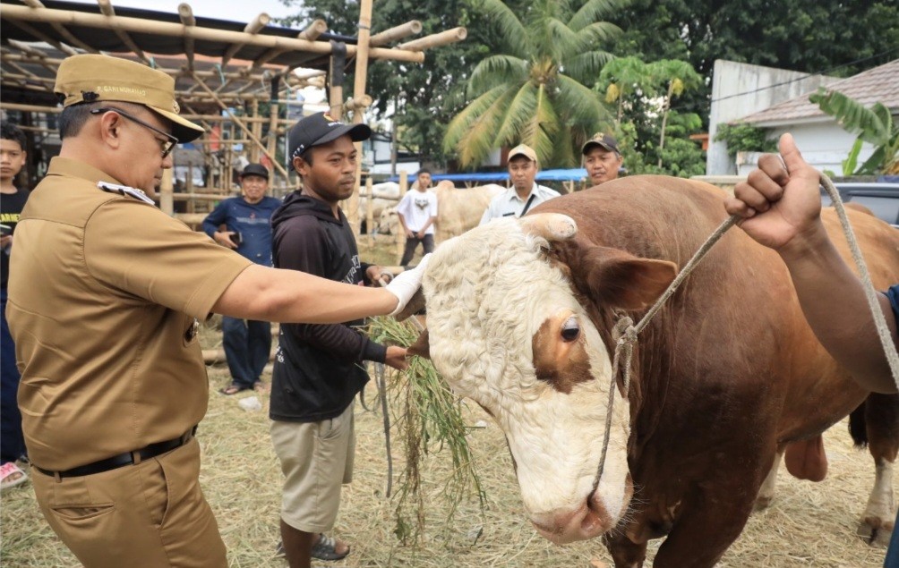 Jelang Idul Adha, Pemkot Depok Periksa 1.501 Hewan Kurban (FOTO:Dok Ist)