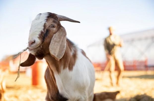 Berapa Harga Kambing Jantan? Ketahui Kisarannya dari Anakan hingga Dewasa. (Foto: MNC Media)