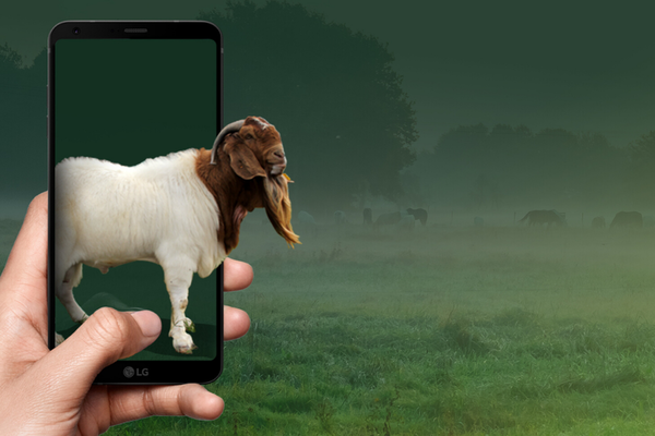 Peternak Qurban Ungkap Pemesanan Hewan via Online Meningkat 20 Persen. (Foto: MNC Media)