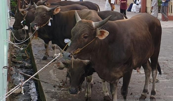 Inilah 5 Fakta Sapi Kurban Prabowo Seharga Rp500 Juta. (FOTO: MNC MEDIA)