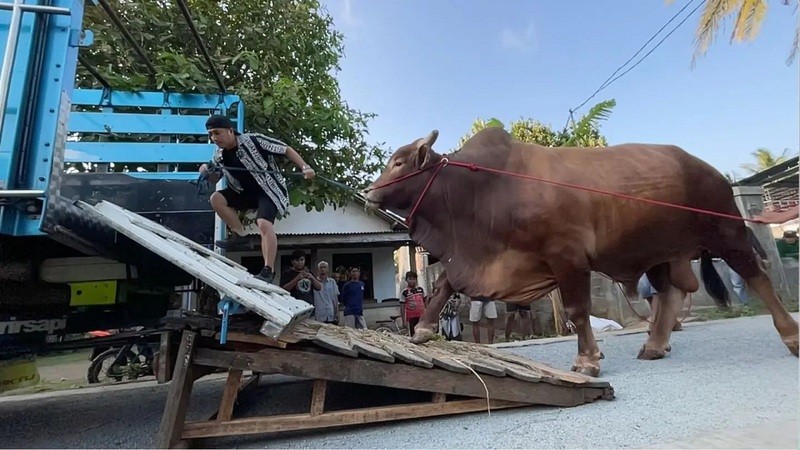 Daftar Seleb Kurban Sapi pada Idul Adha 2024, Irfan Hakim Siapkan 4 Ekor. (Foto: MNC Media) 