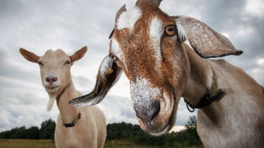 Kenapa Kambing PE Mahal? Ternyata Ini Alasannya. (Foto: MNC Media)