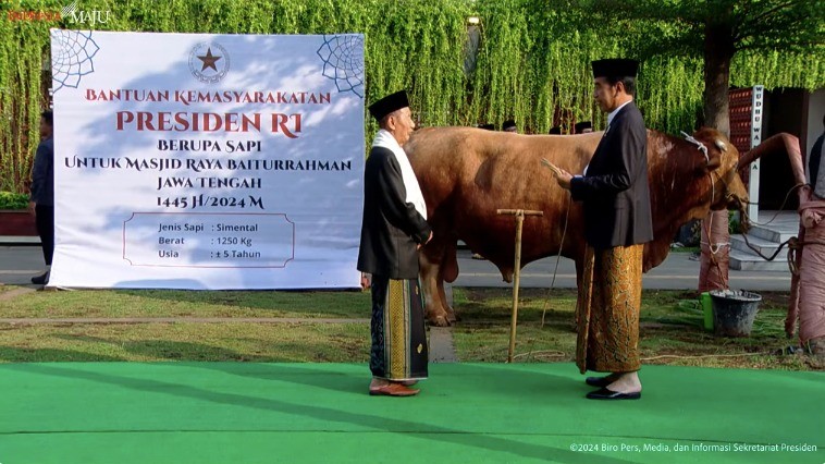 Jokowi Serahkan Sapi Simental Berat 1,25 Ton Untuk Kurban di Masjid Baiturrahman Semarang. (Foto: MNC Media)